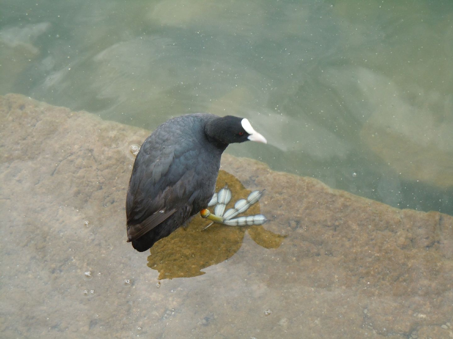 Pulli di folaga dal lago D''Averno